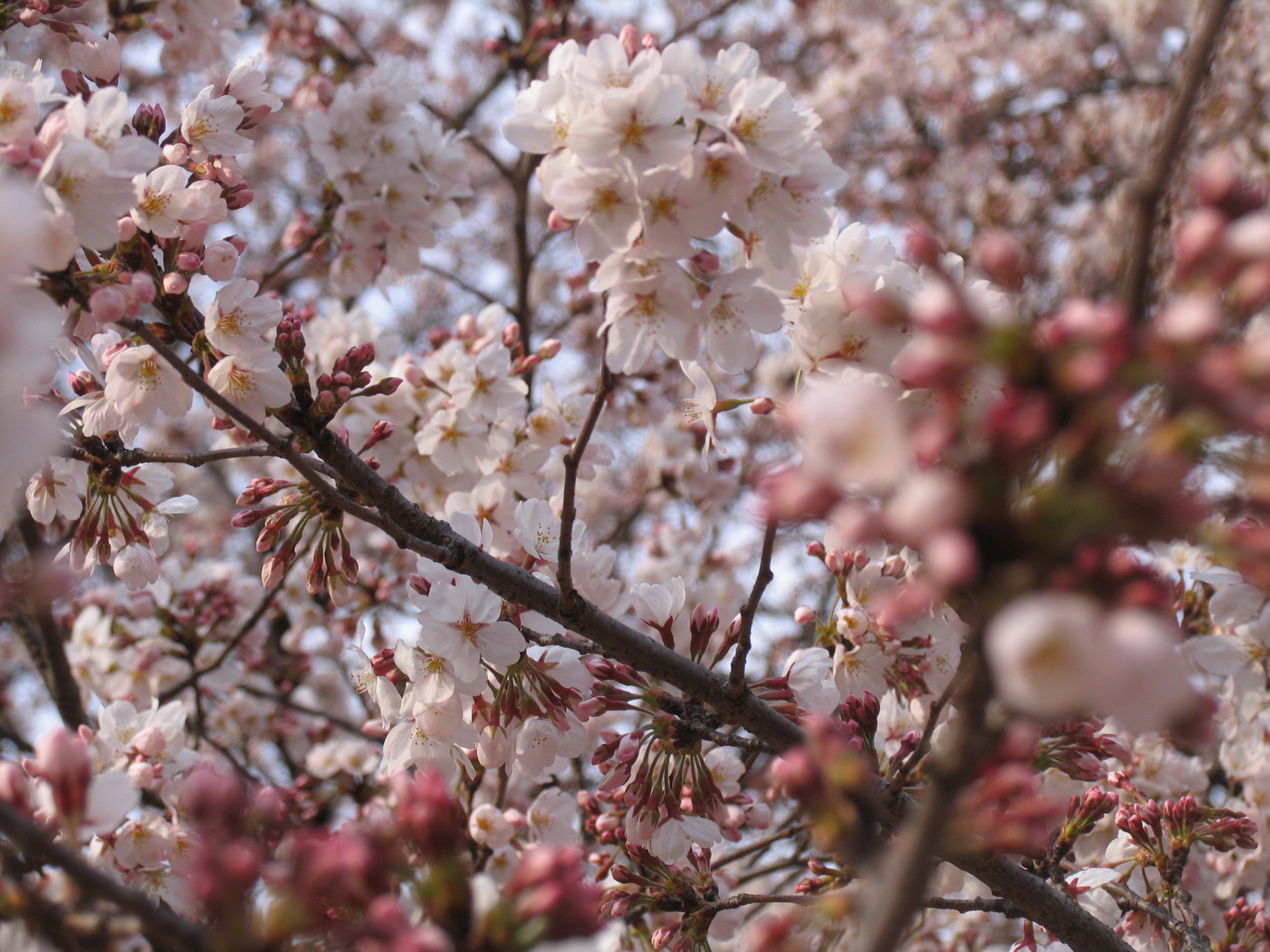 sakura